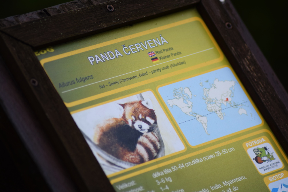Panda červená v Zoo Brno