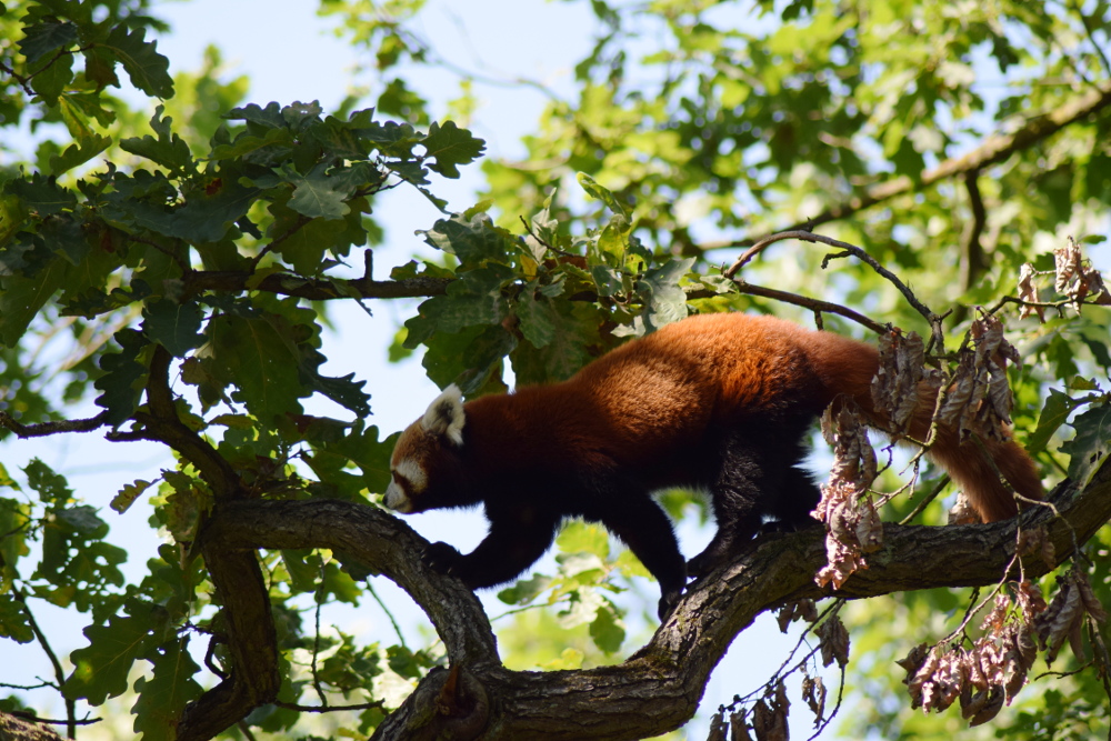 Den adoptivních rodičů v Zoo Brno
