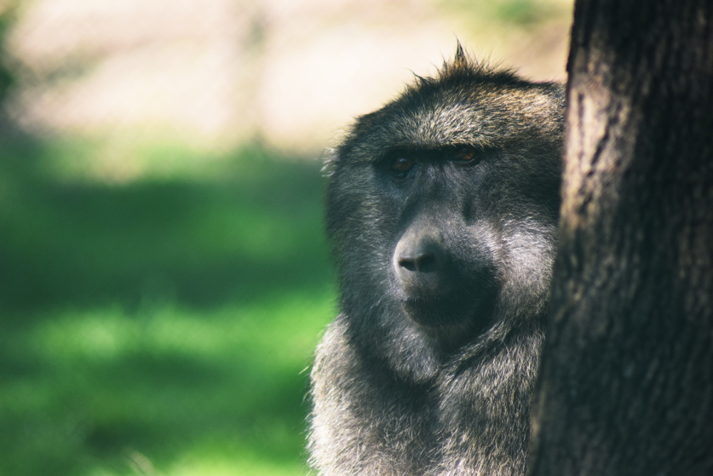 Den adoptivních rodičů v Zoo Brno