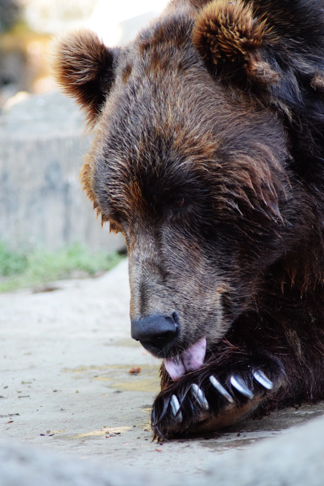 Den adoptivních rodičů v Zoo Brno