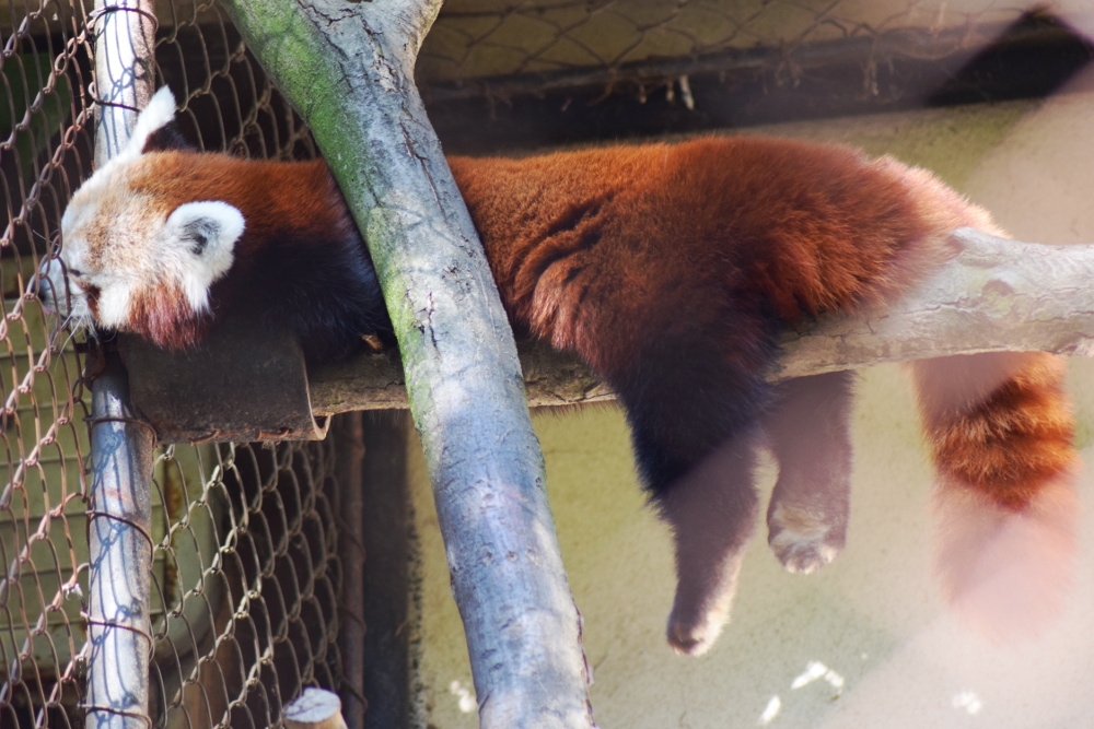 Den adoptivních rodičů v Zoo Brno