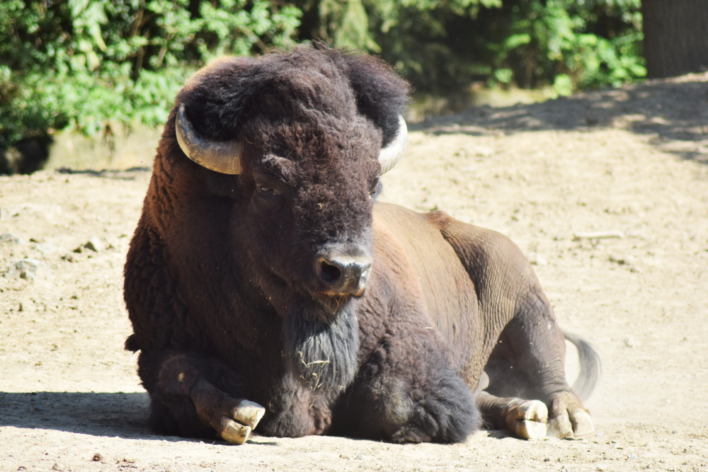 Den adoptivních rodičů v Zoo Brno