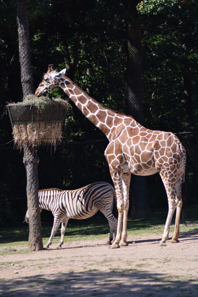 Den adoptivních rodičů v Zoo Brno