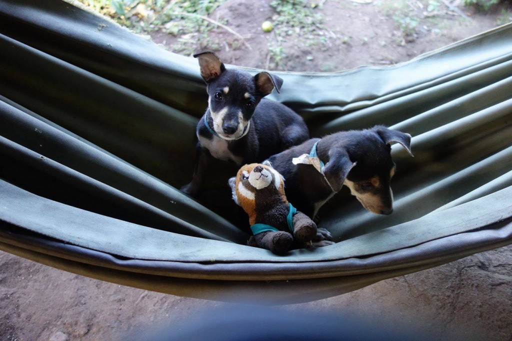 panda na koloběžkách