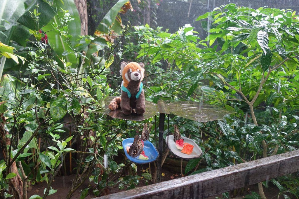 panda na koloběžkách