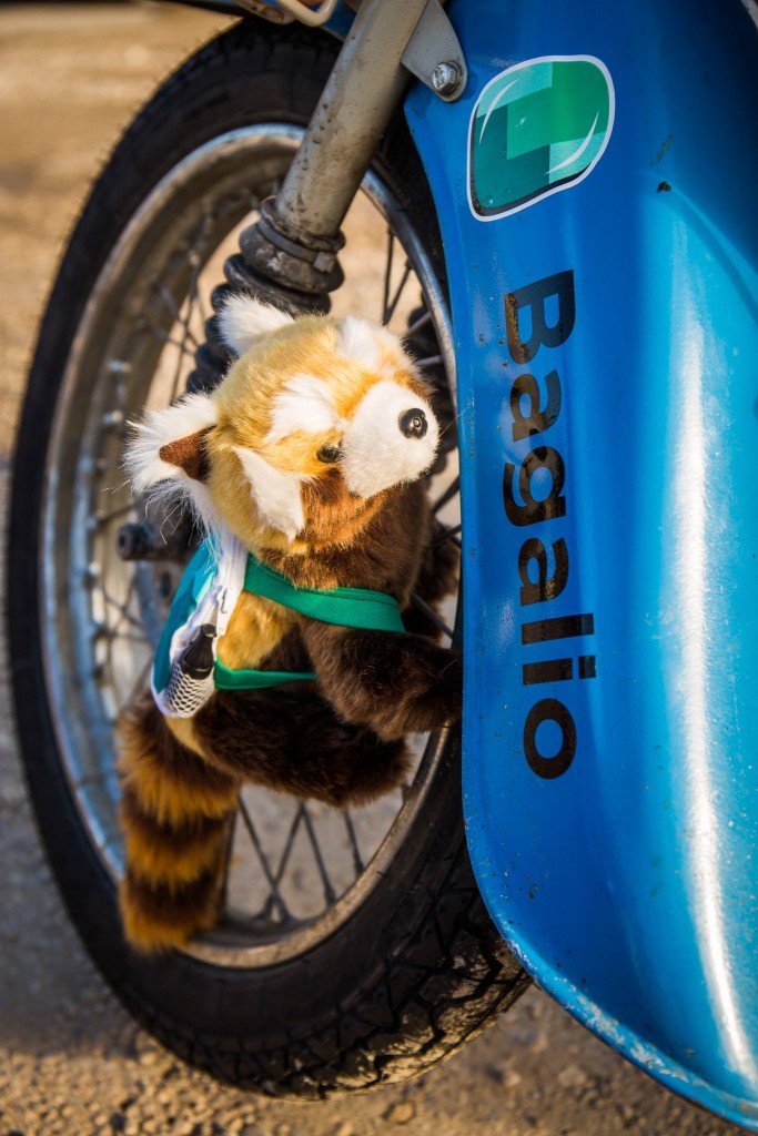 panda Bagalio na pionýrech