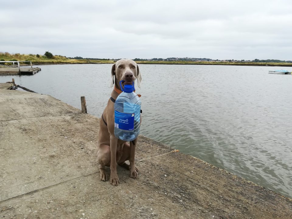 Z PET láhví máme náladu pod psa.