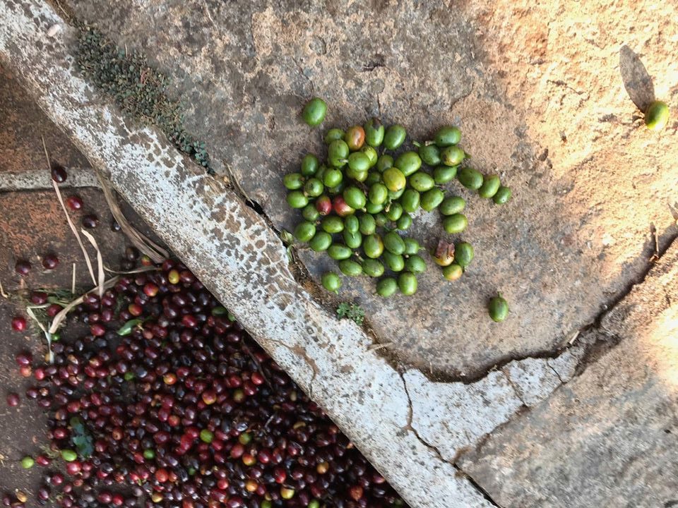 nepražená kávová zrna z farmy Měsíční hora, Chikmagalur, Indie