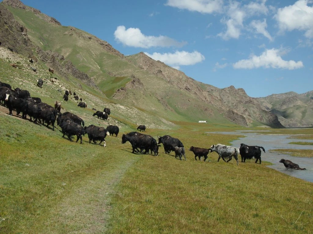 Kyrgyzstán - stádo jaků